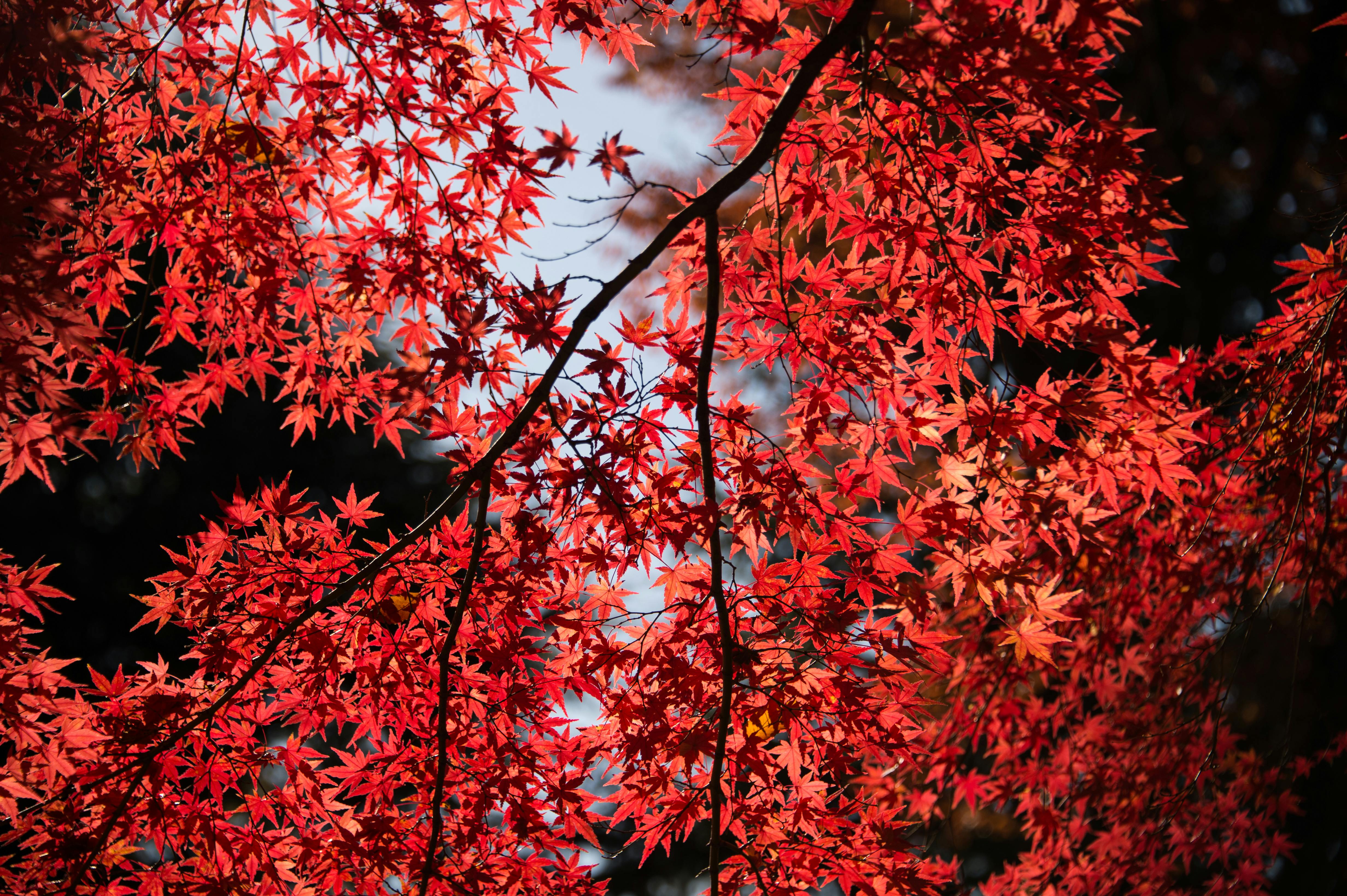 Free Beautiful red maple leaves illuminated by sunlight, capturing the essence of autumn in Shinjuku, Tokyo. Stock Photo